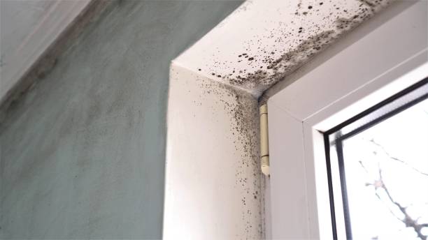 Attic Mold Removal in Doctor Phillips, FL